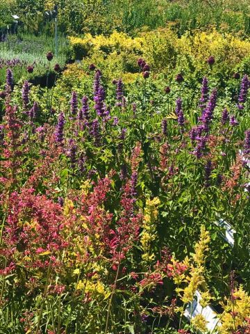 drought tolerant and colorful blooming salvias and allium are pollinator friendly