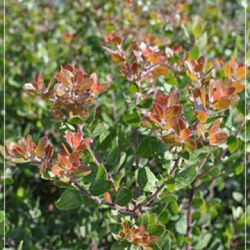 Arctostaphylos 'Sunset'