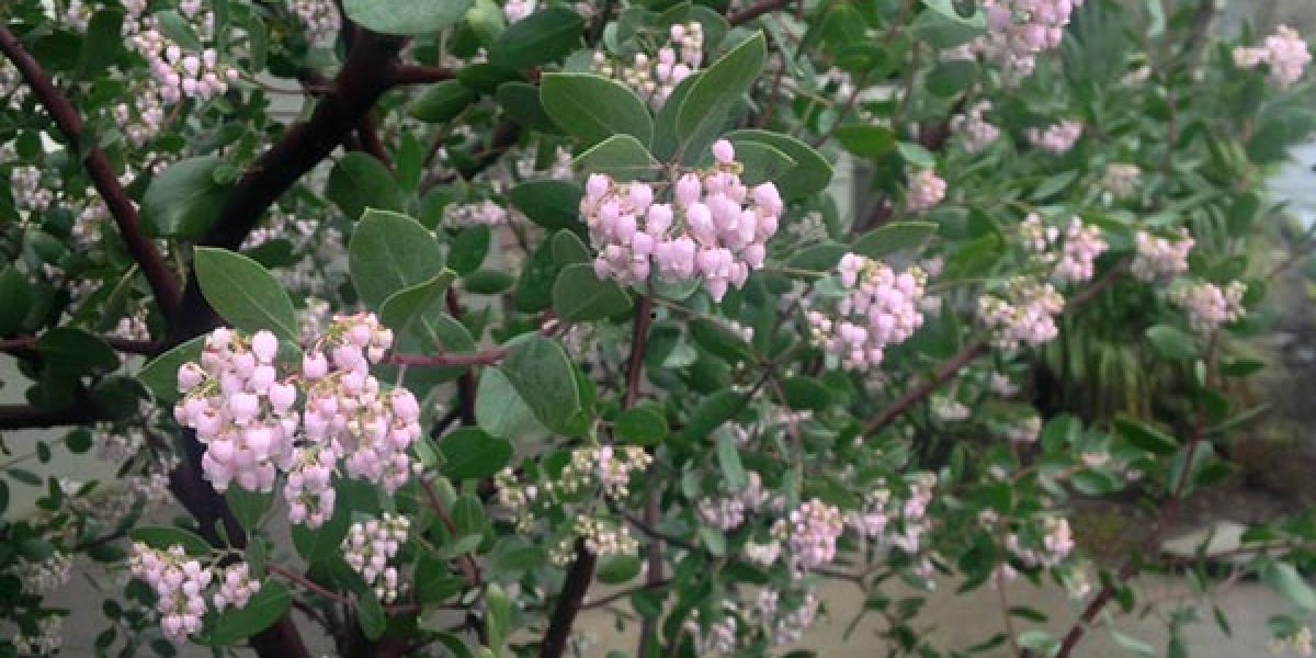 manzanita-flowering.jpg