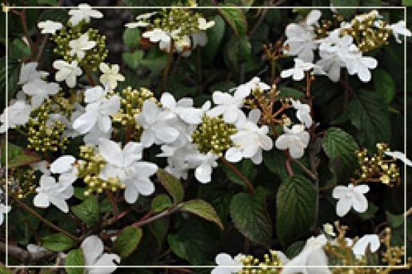 photoViburnumPlicatumTomentosum-DoublefileViburnum250x166