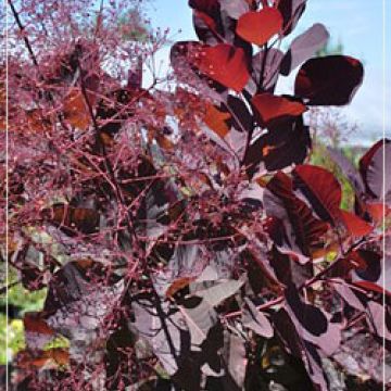 Cotinus 'Grace' (Smokebush)