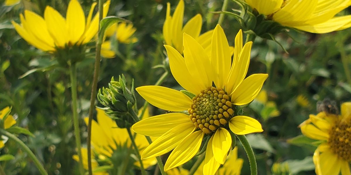 Helianthus Lemon Queen2
