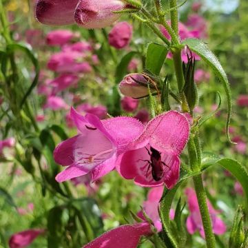 Penstemon sp.