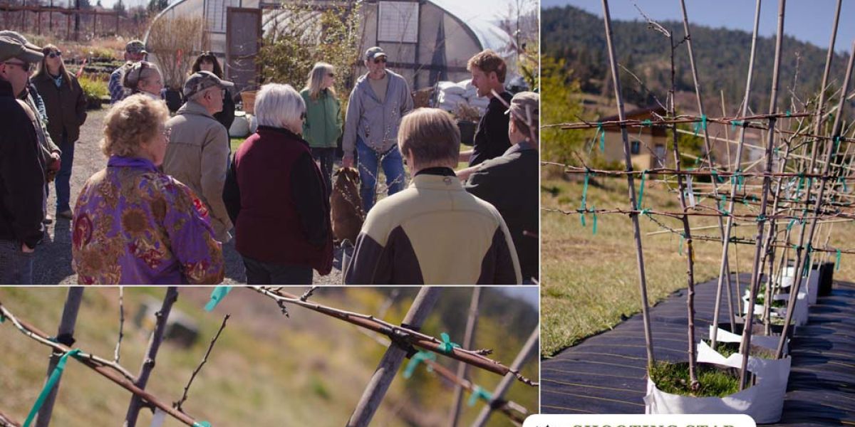 PruningClass collage1