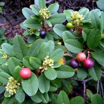 Rhamnus californica