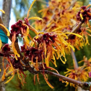 Hamamelis 'Jelena'