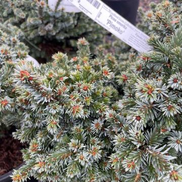 Picea omorika 'Pimoko'