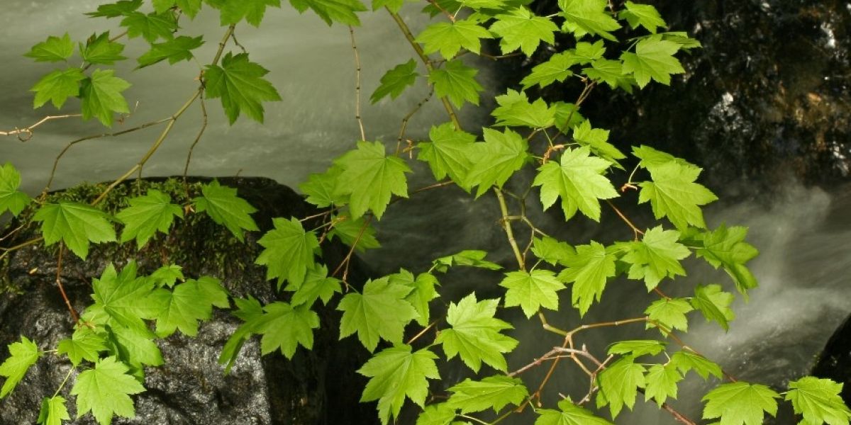 Acer circinatum2