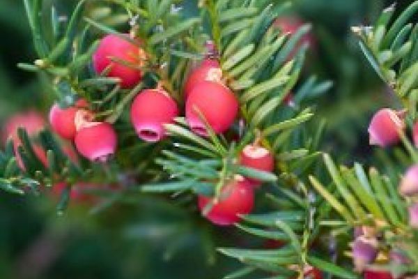 taxusHicksYewBerries2