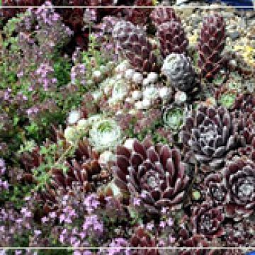 Sempervirens or Hens and Chicks