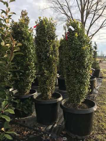 Buxus 'Graham Blandy' (Boxwood)