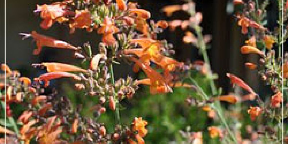 photoAgastacheAurantica250x376