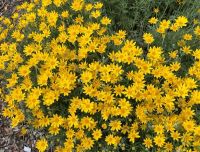 plant highlights