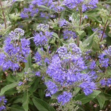 Caryopteris ‘Dark Knight’ (Bluebeard)