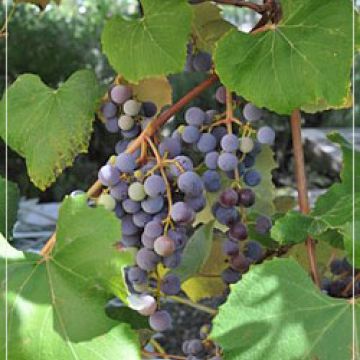Concord Grapes