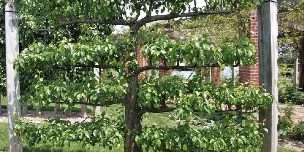 espalier_fruit_tree.JPG