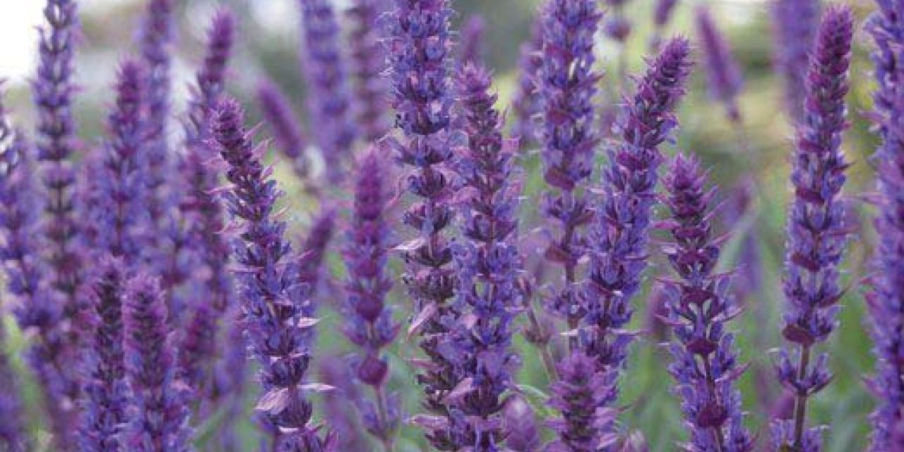 SAL C. - Salvia ‘Caradonna’ (Purple Upright Sage)