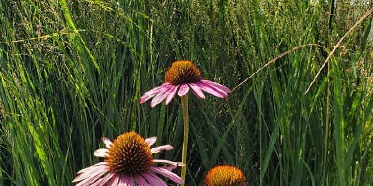 Echinacea and Panicum