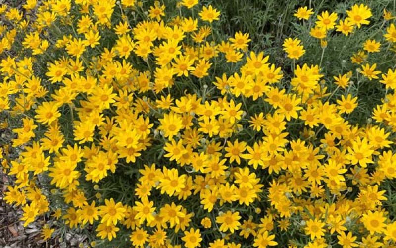 Eriophyllum sm