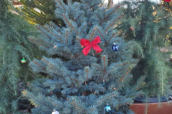 Live Christmas tree sm