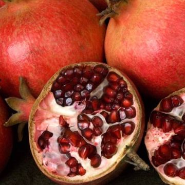 Pomegranate tree fruit