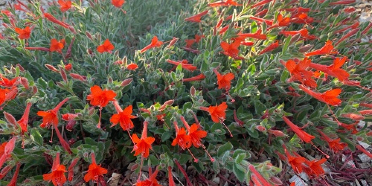 zauschneria everetts choice small