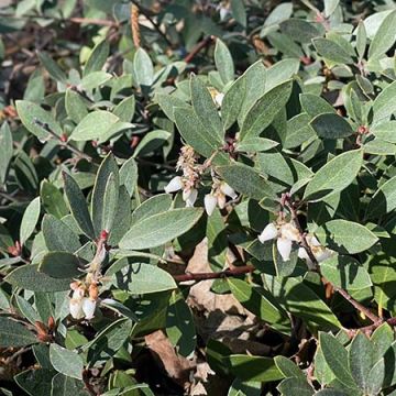 Arcostaphylos 'Pacific Mist'