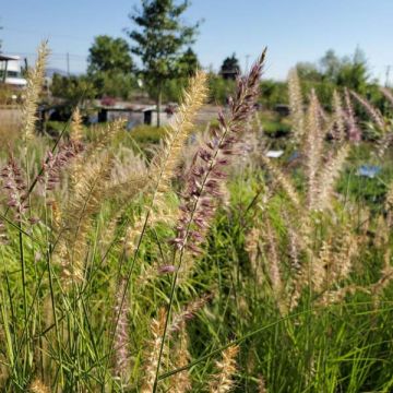 Pennisetum 'Karley Rose'
