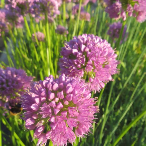 Allium ‘Millenium’ (Ornamental Onion