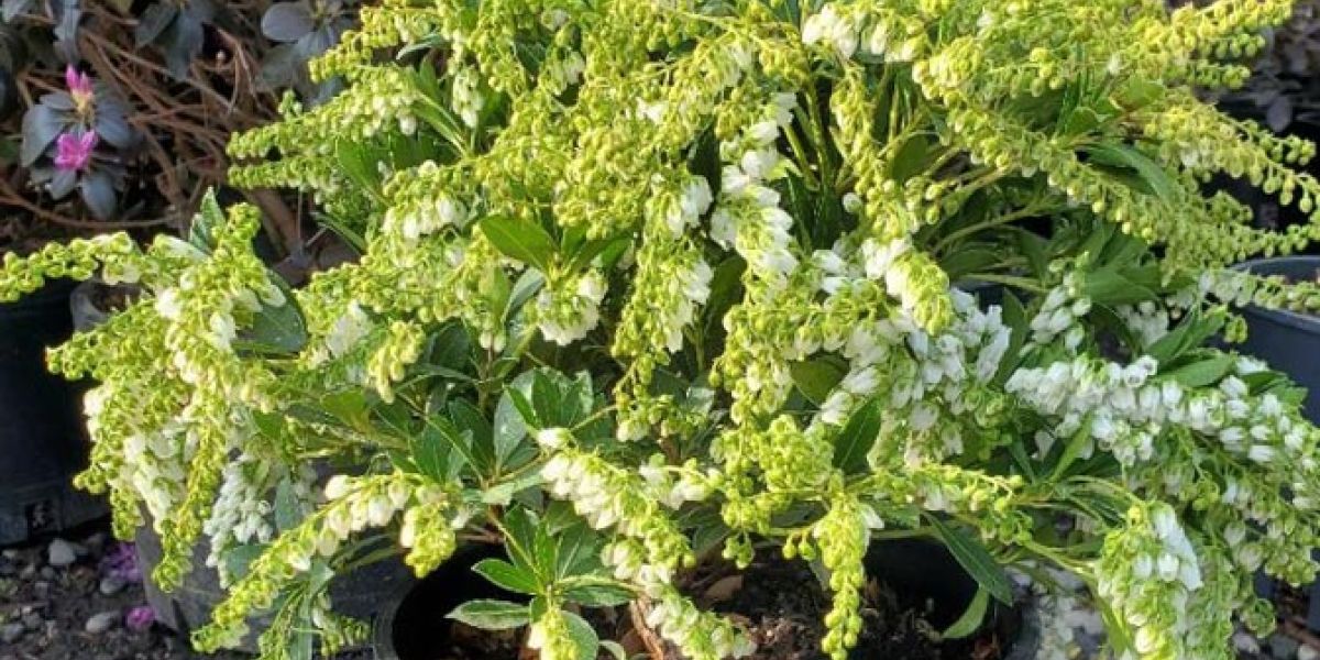 Pieris japonica Cavatine crop