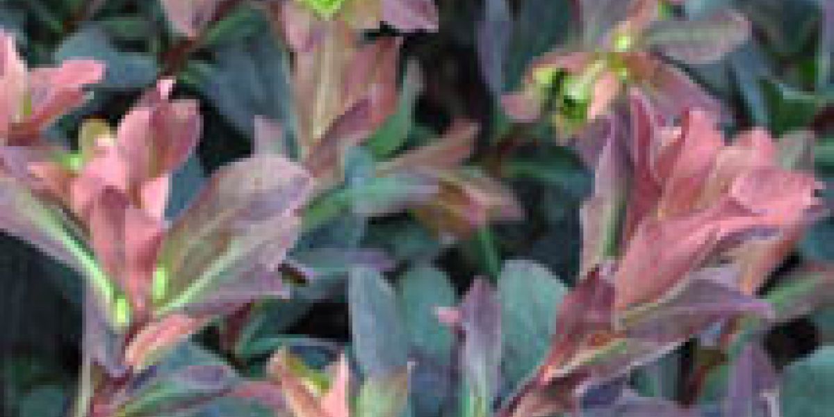 euphorbia_purpurea-_plant_of_the_week