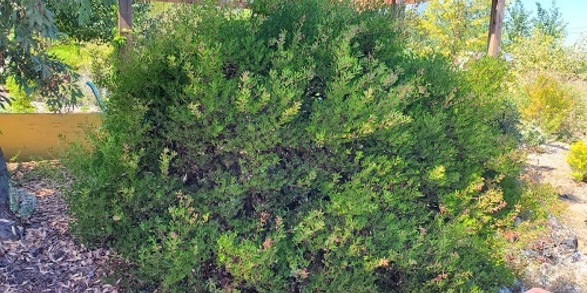 Arctostaphylos Howard McMinn sm