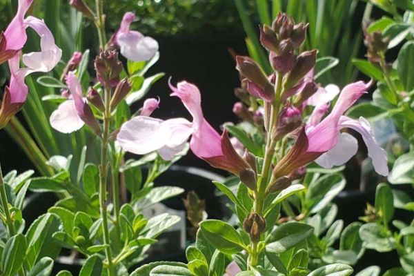 Salvia Mirage Soft Pink sm