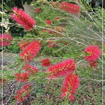 Callistemon linearis - Bottlebrush