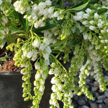 Pieris 'Cavatine' 