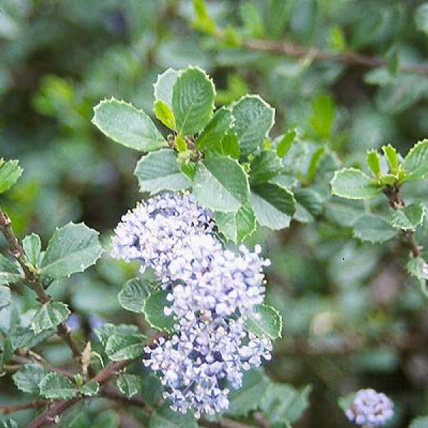 Ceanothus 'Point Reyes'