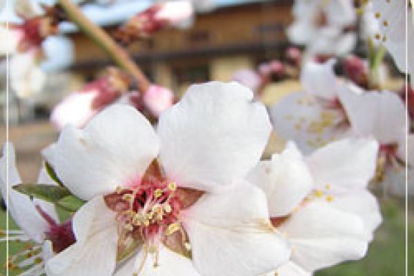 photoGiftCertificates250x333