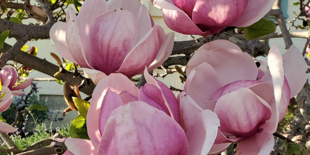 Magnolia lead photo sm