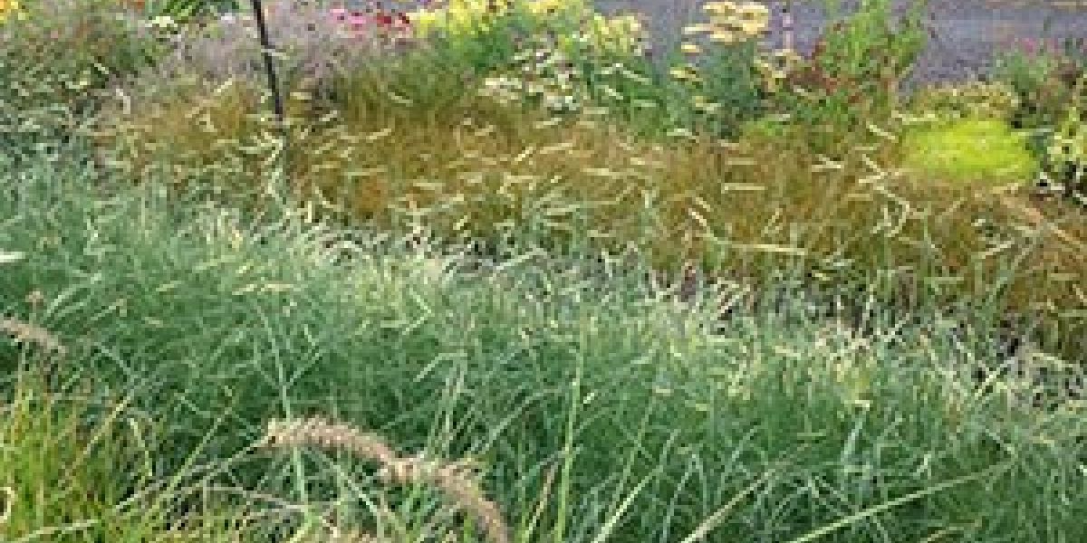 ornamental-grasses.jpg