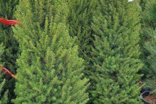 Dwarf Alberta Spruce sm